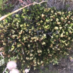 Muehlenbeckia axillaris at Mount Clear, ACT - 10 Jan 2021