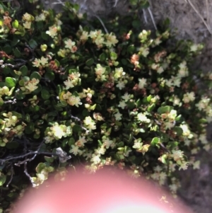 Muehlenbeckia axillaris at Mount Clear, ACT - 10 Jan 2021