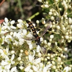 Miltinus sp. (genus) (Miltinus mydas fly) at Red Hill, ACT - 10 Jan 2021 by JackyF