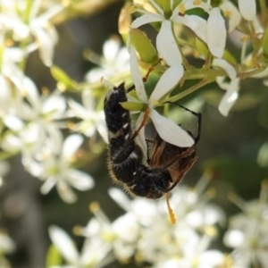 Scrobiger splendidus at Red Hill, ACT - 10 Jan 2021