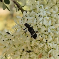 Scrobiger splendidus at Red Hill, ACT - 10 Jan 2021