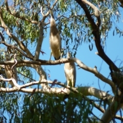Egretta novaehollandiae (White-faced Heron) at Nicholls, ACT - 7 Jan 2021 by bigears
