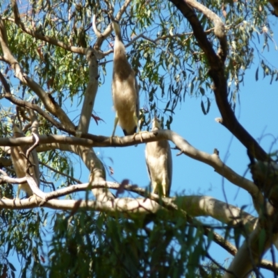 Egretta novaehollandiae (White-faced Heron) at Nicholls, ACT - 7 Jan 2021 by bigears