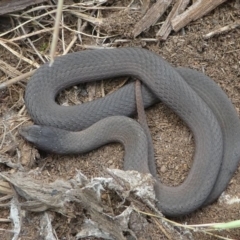 Drysdalia coronoides (White-lipped snake) at Brindabella, ACT - 10 Jan 2021 by HarveyPerkins
