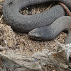 Drysdalia coronoides at Brindabella, ACT - 10 Jan 2021