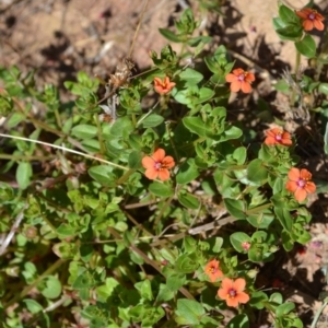 Lysimachia arvensis at Yass River, NSW - 10 Jan 2021