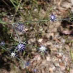 Eryngium ovinum (Blue Devil) at Red Hill Nature Reserve - 10 Jan 2021 by JackyF