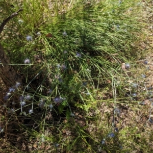 Eryngium ovinum at Red Hill, ACT - 10 Jan 2021