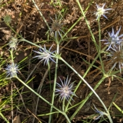 Eryngium ovinum at Red Hill, ACT - 10 Jan 2021