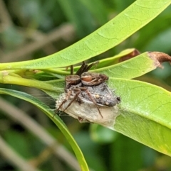Oxyopes (genus) (Lynx spider) at Hughes, ACT - 7 Jan 2021 by JackyF
