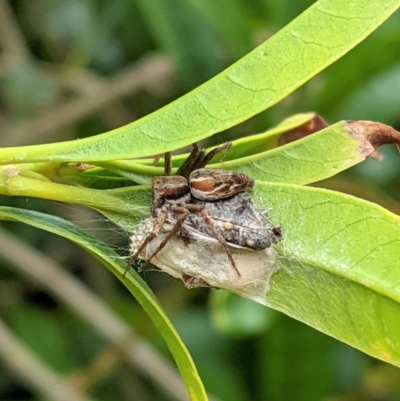 Oxyopes sp. (genus) (Lynx spider) at Hughes, ACT - 7 Jan 2021 by JackyF