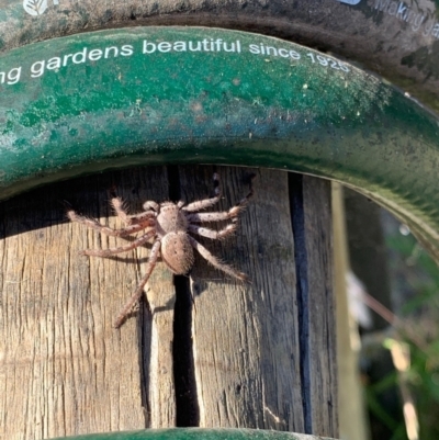 Isopeda (genus) (Huntsman Spider) at Murrumbateman, NSW - 10 Jan 2021 by SimoneC