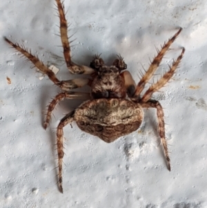 Dolophones sp. (genus) at Hughes, ACT - 9 Jan 2021