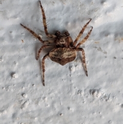 Dolophones sp. (genus) at Hughes, ACT - 9 Jan 2021