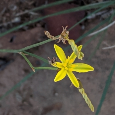 Tricoryne elatior (Yellow Rush Lily) at Red Hill to Yarralumla Creek - 9 Jan 2021 by JackyF