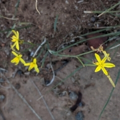 Tricoryne elatior at Deakin, ACT - 9 Jan 2021