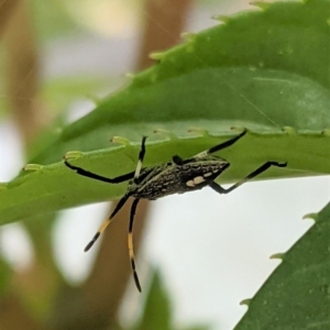 Poecilometis sp. (genus) at Hughes, ACT - 7 Jan 2021