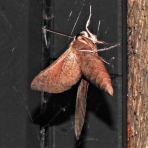 Hippotion scrofa at Wanniassa, ACT - 10 Jan 2021 09:57 PM