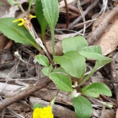 Goodenia hederacea subsp. hederacea (Ivy Goodenia, Forest Goodenia) at Aranda Bushland - 8 Nov 2020 by drakes