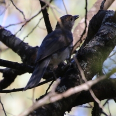 Colluricincla harmonica at Mongarlowe, NSW - 10 Jan 2021