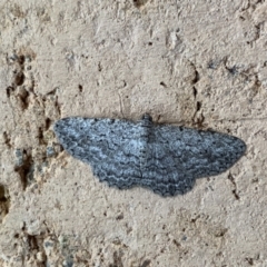 Psilosticha absorpta (Fine-waved Bark Moth) at Murrumbateman, NSW - 10 Jan 2021 by SimoneC