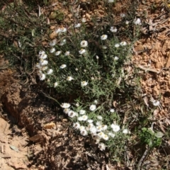 Helichrysum leucopsideum (Satin Everlasting) at Northangera, NSW - 10 Jan 2021 by LisaH