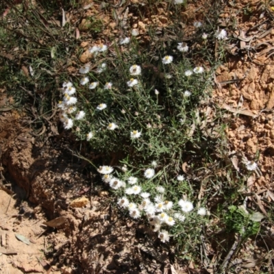 Helichrysum leucopsideum (Satin Everlasting) at Mongarlowe River - 10 Jan 2021 by LisaH