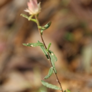 Helichrysum leucopsideum at Northangera, NSW - 10 Jan 2021