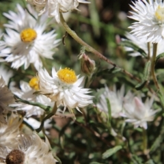 Helichrysum leucopsideum at Northangera, NSW - 10 Jan 2021 03:11 PM