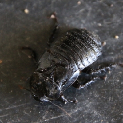 Panesthia australis (Common wood cockroach) at QPRC LGA - 10 Jan 2021 by LisaH