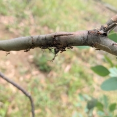 Papyrius sp. (genus) (A Coconut Ant) at Hughes, ACT - 7 Jan 2021 by JackyF