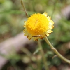 Coronidium gunnianum (Gunn's Everlasting) at Budawang, NSW - 10 Jan 2021 by LisaH