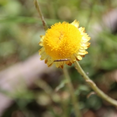 Coronidium gunnianum (Gunn's Everlasting) at Budawang, NSW - 10 Jan 2021 by LisaH