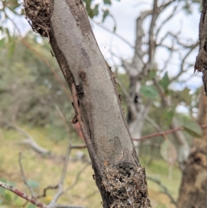 Papyrius nitidus at Deakin, ACT - suppressed