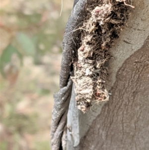 Papyrius nitidus at Deakin, ACT - suppressed