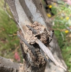 Papyrius nitidus at Deakin, ACT - suppressed