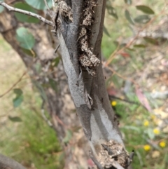 Papyrius nitidus at Deakin, ACT - suppressed