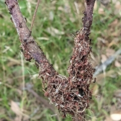 Papyrius nitidus (Shining Coconut Ant) at Deakin, ACT - 7 Jan 2021 by JackyF