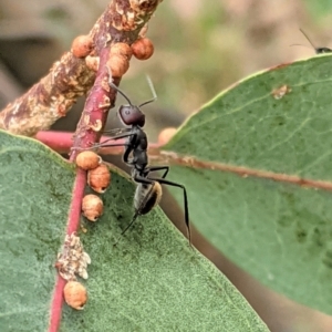 Camponotus suffusus at Deakin, ACT - 7 Jan 2021
