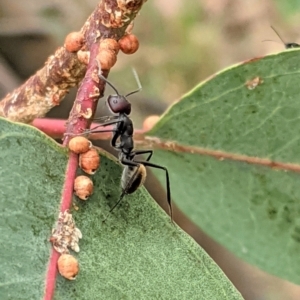 Camponotus suffusus at Deakin, ACT - 7 Jan 2021 02:59 PM