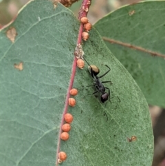 Camponotus suffusus at Deakin, ACT - 7 Jan 2021