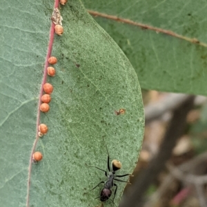 Camponotus suffusus at Deakin, ACT - 7 Jan 2021