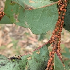 Camponotus suffusus at Deakin, ACT - 7 Jan 2021