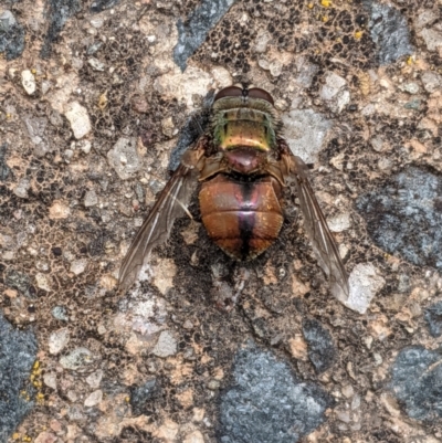 Rutilia sp. (genus) (A Rutilia bristle fly, subgenus unknown) at Red Hill Nature Reserve - 8 Jan 2021 by JackyF