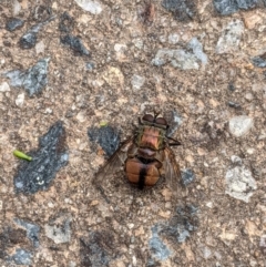 Rutilia sp. (genus) at Hughes, ACT - 8 Jan 2021