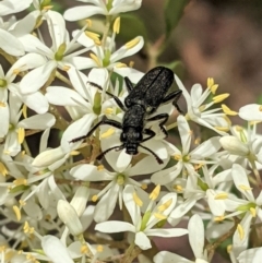 Eleale simplex (Clerid beetle) at Hughes, ACT - 7 Jan 2021 by JackyF