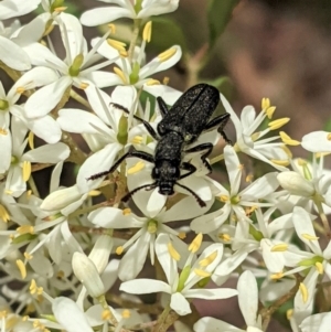 Eleale simplex at Hughes, ACT - 7 Jan 2021