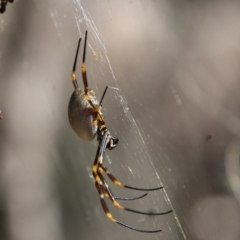 Unidentified Orb-weaving spider (several families) at Moruya, NSW - 9 Jan 2021 by LisaH
