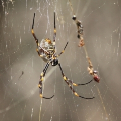 Trichonephila edulis at Moruya, NSW - suppressed