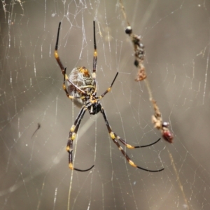Trichonephila edulis at Moruya, NSW - suppressed